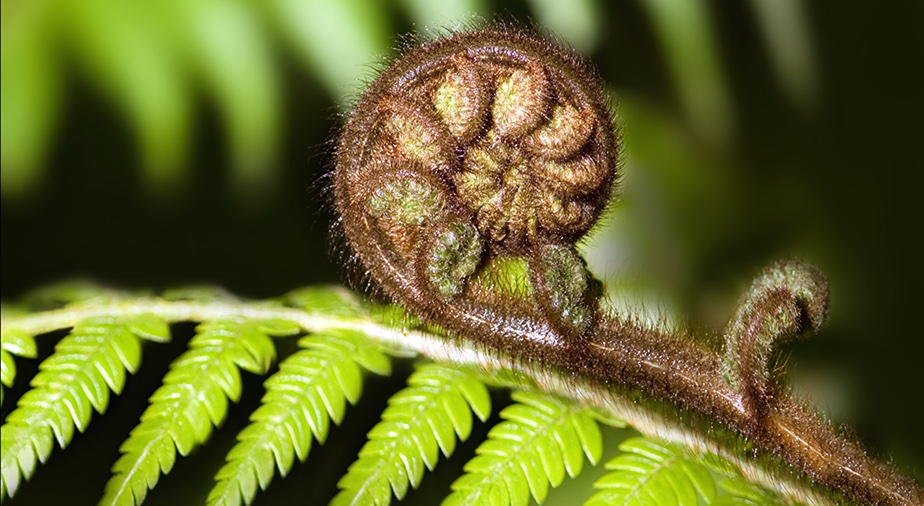 Zoom in a Koru fern leaf